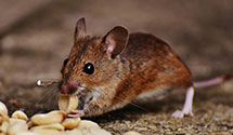 Find Exterminators in Jefferson Davis County